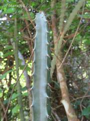 Acanthocereus castellae