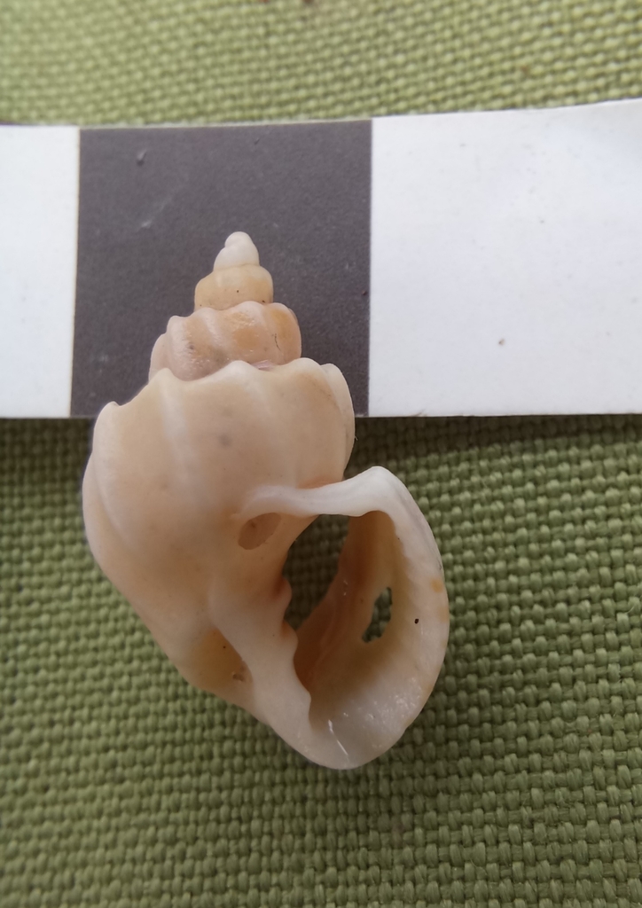 Trigonaphera