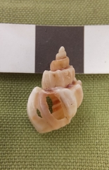 Trigonaphera vinnulum