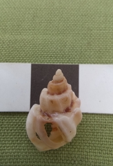 Trigonaphera vinnulum