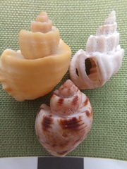 Trigonaphera vinnulum