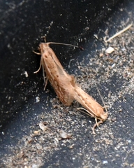 Ypsolopha sp-sw