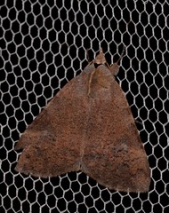 Avatha discolor