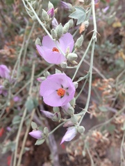 Malacothamnus fasciculatus nuttallii