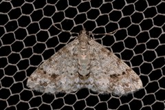 Myrioblephara desumpta