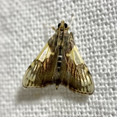 Rehimena cissophora