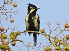 Machlolophus aplonotus