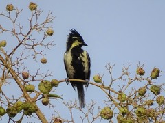 Machlolophus aplonotus