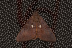 Oxyodes tricolor