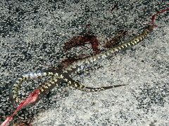 Lampropeltis splendida