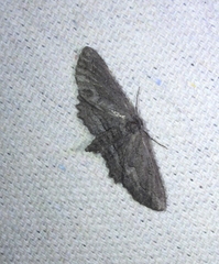 Aethaloida packardaria