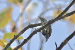 Picumnus innominatus