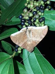 Ophisma