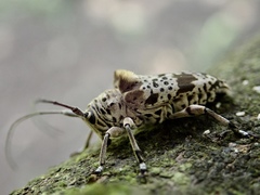 Disterna plumifera