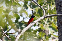 Pericrocotus ethologus