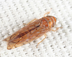 Osbornellus auronitens