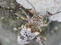 Disterna plumifera