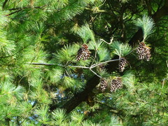 Pinus monticola