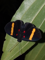 Melanis electron pronostriga