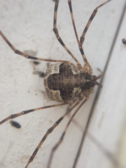 Leptobunus parvulus