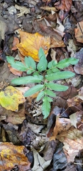 Sceptridium biternatum image