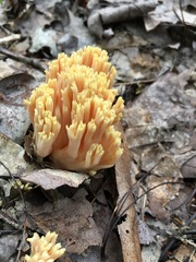 Ramaria flava