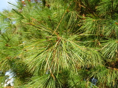 Pinus monticola