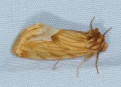 Cirrhophanus dyari