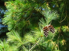 Pinus monticola
