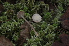 Tephrocybe mephitica