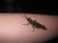 Xiphiola cyanoptera