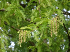 Metasequoia glyptostroboides