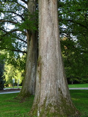 Metasequoia glyptostroboides