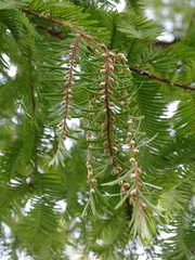 Metasequoia glyptostroboides