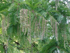 Metasequoia glyptostroboides