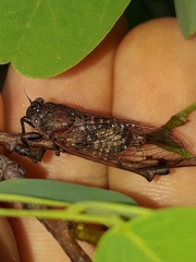Parnisa