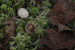 Tephrocybe mephitica