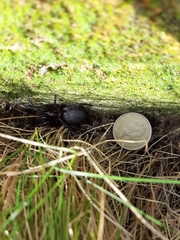 Porrhothele antipodiana