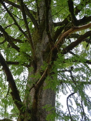 Metasequoia glyptostroboides
