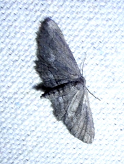 Aethaloida packardaria