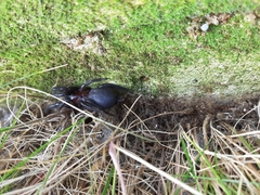 Porrhothele antipodiana