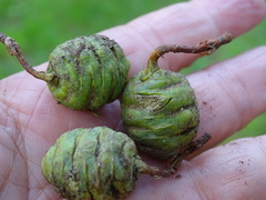 Metasequoia glyptostroboides