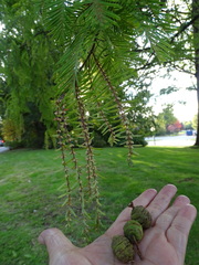 Metasequoia glyptostroboides