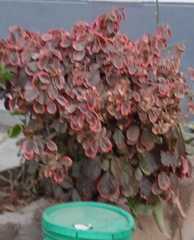 Iresine diffusa herbstii