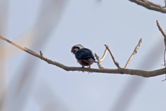 Microhierax caerulescens