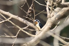 Microhierax caerulescens