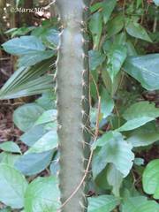 Acanthocereus castellae