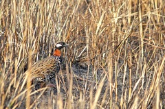 Francolinus francolinus