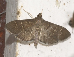 Pilocrocis ramentalis