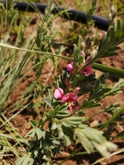 Indigofera hilaris